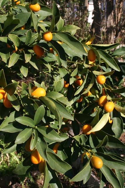 Kumquat bush
